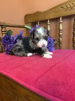 Ranger, a male Miniature Bernedoodle for sale in Seneca, KS – 8 of 8