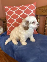Milo, a male Cavapoo for sale in Seneca, KS – Photo 1 of 8