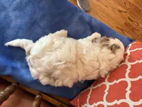 Milo, a male Cavapoo for sale in Seneca, KS – Photo 8 of 8