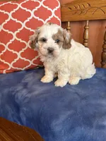 Milo, a male Cavapoo for sale in Seneca, KS – Photo 4 of 8