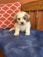 Milo, a male Cavapoo for sale in Seneca, KS – Photo 2 of 8
