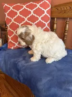 Milo, a male Cavapoo for sale in Seneca, KS – Photo 7 of 8