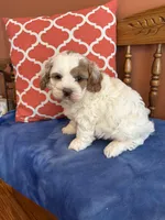 Milo, a male Cavapoo for sale in Seneca, KS – Photo 6 of 8