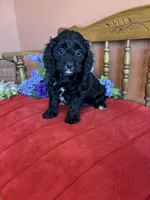 Annie, a female Cavapoo for sale in Seneca, KS – Photo 9 of 10