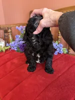 Annie, a female Cavapoo for sale in Seneca, KS – Photo 7 of 10