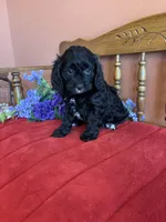 Annie, a female Cavapoo for sale in Seneca, KS – Photo 5 of 10