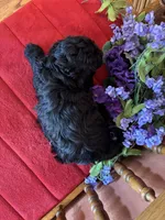 Annie, a female Cavapoo for sale in Seneca, KS – Photo 10 of 10