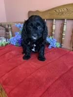Annie, a female Cavapoo for sale in Seneca, KS – Photo 8 of 10