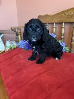 Annie, a female Cavapoo for sale in Seneca, KS – Photo 4 of 10