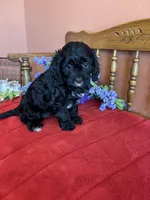 Annie, a female Cavapoo for sale in Seneca, KS – Photo 6 of 10