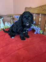 Annie, a female Cavapoo for sale in Seneca, KS – Photo 1 of 10