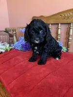 Annie, a female Cavapoo for sale in Seneca, KS – Photo 2 of 10
