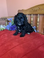 Annie, a female Cavapoo for sale in Seneca, KS – Photo 3 of 10