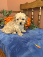 Rosie, a female Maltipoo for sale in Seneca, KS – 6 of 10