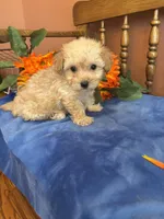 Rosie, a female Maltipoo for sale in Seneca, KS – 7 of 10