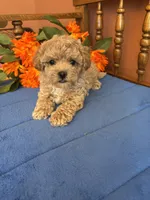Romeo, a male Maltipoo for sale in Seneca, KS – 5 of 9