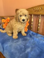 Ace, a male Miniature Goldendoodle for sale in Seneca, KS – 6 of 10