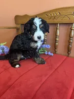 Bennie, a male Miniature Bernedoodle for sale in Seneca, KS – Photo 8 of 9