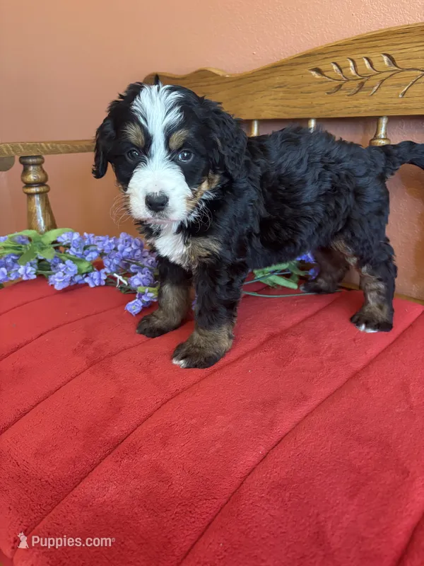 Bennie – Miniature Bernedoodle puppy for sale in Seneca, KS