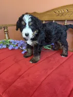 Bennie, a male Miniature Bernedoodle for sale in Seneca, KS – Photo 1 of 9
