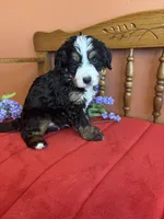 Bennie, a male Miniature Bernedoodle for sale in Seneca, KS – Photo 6 of 9