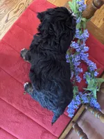 Bennie, a male Miniature Bernedoodle for sale in Seneca, KS – Photo 9 of 9