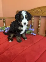 Bennie, a male Miniature Bernedoodle for sale in Seneca, KS – Photo 4 of 9