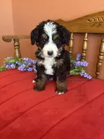 Bennie, a male Miniature Bernedoodle for sale in Seneca, KS – Photo 3 of 9