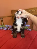 Bennie, a male Miniature Bernedoodle for sale in Seneca, KS – Photo 7 of 9