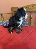 Bennie, a male Miniature Bernedoodle for sale in Seneca, KS – Photo 5 of 9