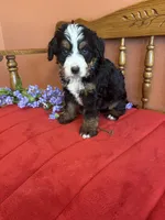 Bennie, a male Miniature Bernedoodle for sale in Seneca, KS – Photo 2 of 9