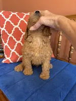 Roscoe, a male Miniature Goldendoodle for sale in Seneca, KS – 6 of 10