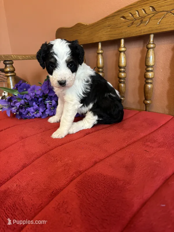 Roxie – Miniature Bernedoodle puppy for sale in Seneca, KS