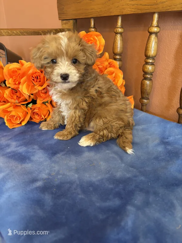 Sammy – Maltipoo puppy for sale in Seneca, KS