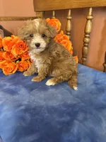 Sammy, a male Maltipoo for sale in Seneca, KS – 1 of 8