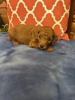 Nemo, a male Miniature Goldendoodle for sale in Seneca, KS – 6 of 7
