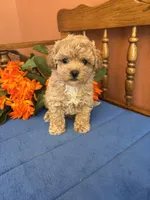 Romeo, a male Maltipoo for sale in Seneca, KS – 2 of 9