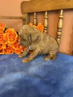 Piper, a female Miniature Goldendoodle for sale in Seneca, KS – 5 of 7