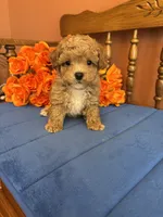 Bandit, a male Maltipoo for sale in Seneca, KS – 2 of 10