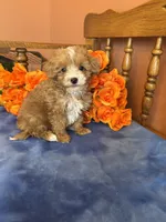 Sammy, a male Maltipoo for sale in Seneca, KS – 5 of 8