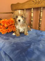 Sammy, a male Maltipoo for sale in Seneca, KS – 2 of 8