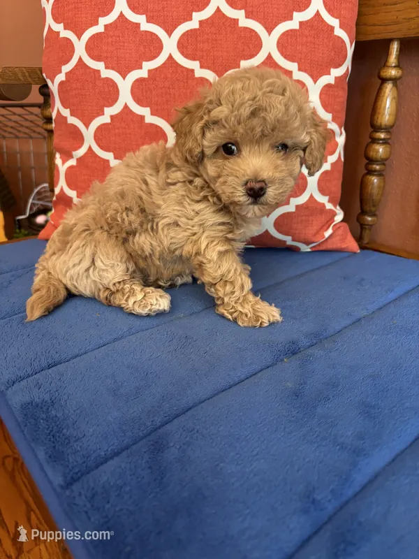 Oliver – Maltipoo puppy for sale in Seneca, KS
