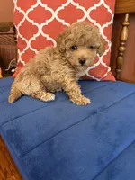 Oliver, a male Maltipoo for sale in Seneca, KS – 1 of 9