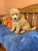Ace, a male Miniature Goldendoodle for sale in Seneca, KS – 10 of 10