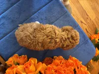 Bandit, a male Maltipoo for sale in Seneca, KS – 10 of 10