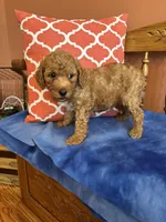 Ava, a female Miniature Goldendoodle for sale in Seneca, KS – 8 of 8