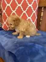 Bear, a male Maltipoo for sale in Seneca, KS – 4 of 10