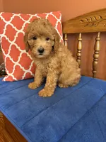 Roscoe, a male Miniature Goldendoodle for sale in Seneca, KS – 3 of 10