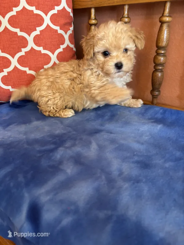 Axel – Maltipoo puppy for sale in Seneca, KS
