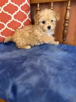 Axel, a male Maltipoo for sale in Seneca, KS – 1 of 7